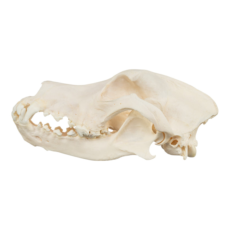 Real Domestic Dog Skull - Bloodhound (Periodontal)