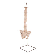 Real Human Spine, Sacrum, and Pelvis