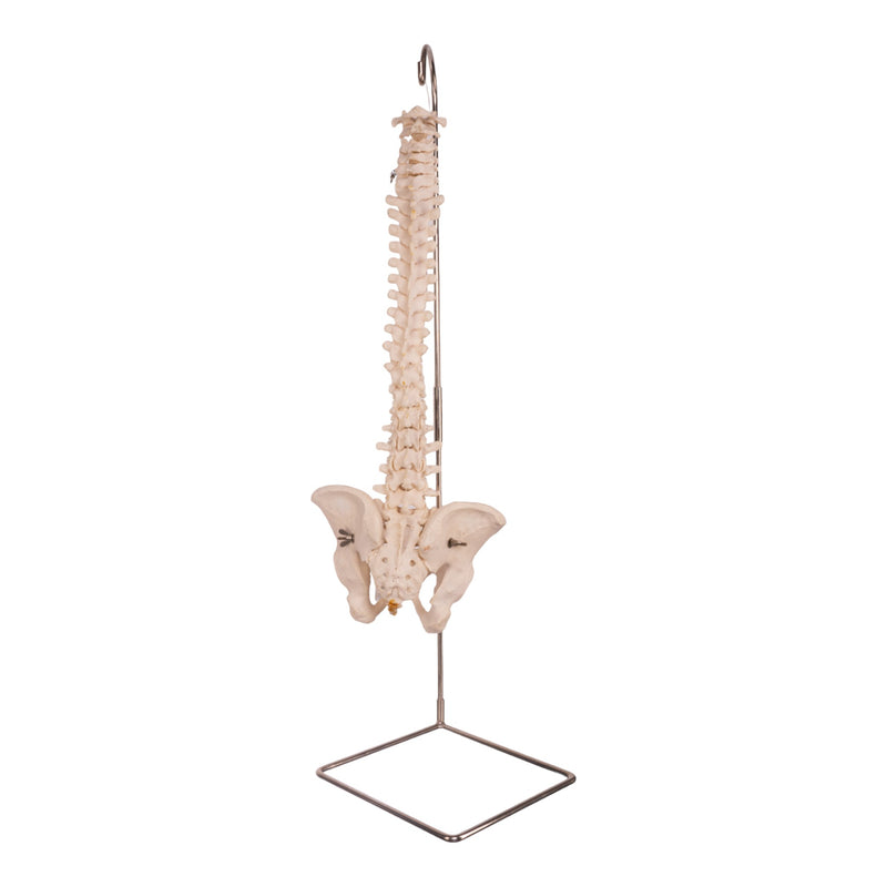 Real Human Spine, Sacrum, and Pelvis