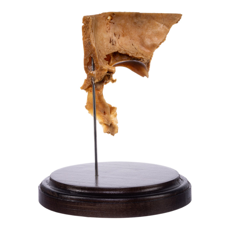 Real Human Partial Skull on Stand