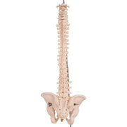 Real Human Spine, Sacrum, and Pelvis