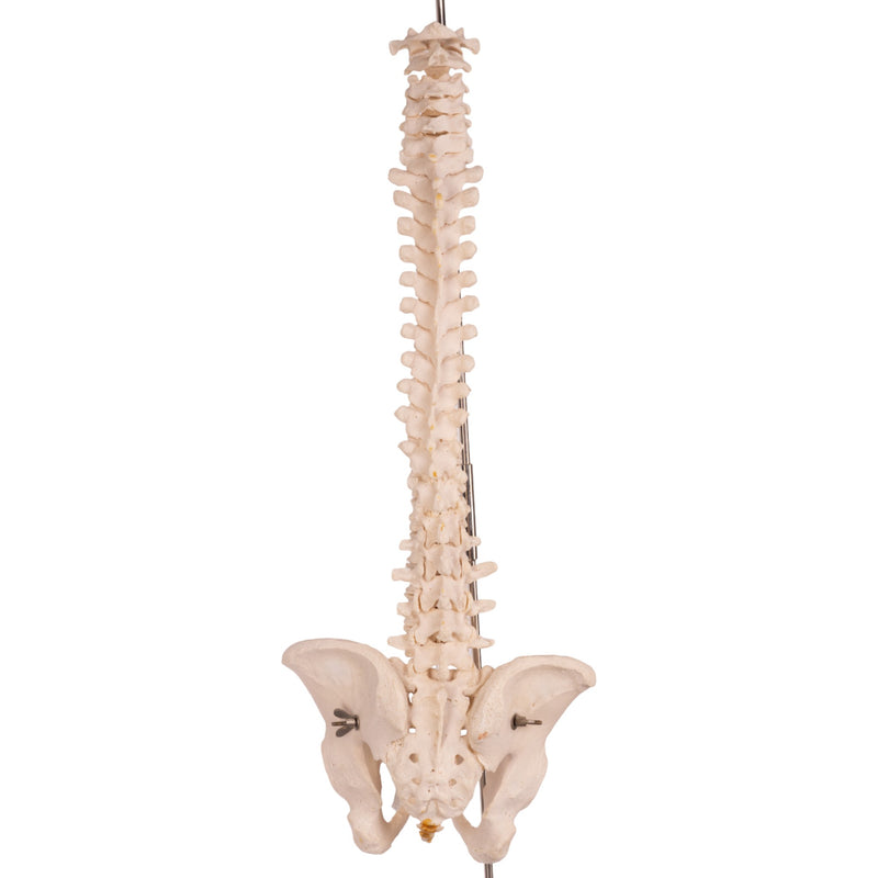 Real Human Spine, Sacrum, and Pelvis