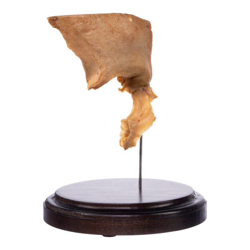 Real Human Partial Skull on Stand