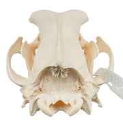 Real Domestic Dog Skull - Bloodhound (Periodontal)