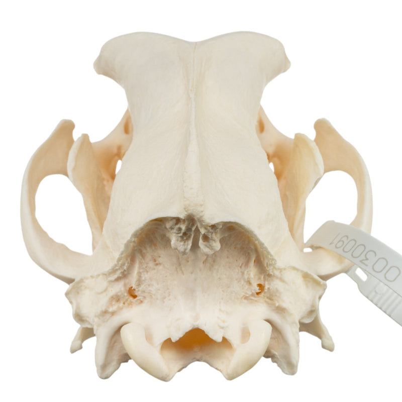 Real Domestic Dog Skull - Bloodhound (Periodontal)