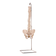 Real Human Spine, Sacrum, and Pelvis