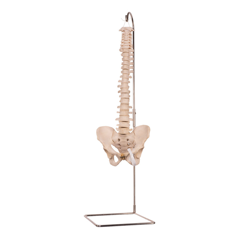 Real Human Spine, Sacrum, and Pelvis