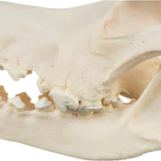 Real Domestic Dog Skull - Bloodhound (Periodontal)