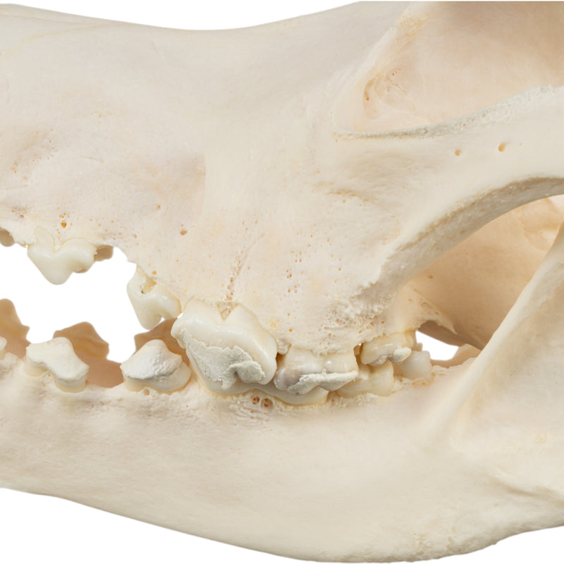 Real Domestic Dog Skull - Bloodhound (Periodontal)