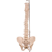 Real Human Spine, Sacrum, and Pelvis