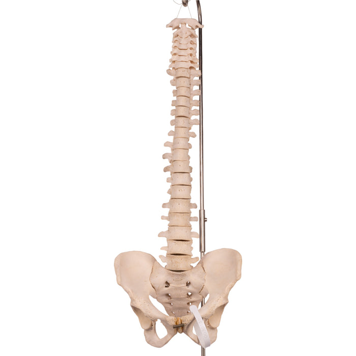 Real Human Spine, Sacrum, and Pelvis