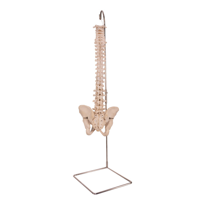 Real Human Spine, Sacrum, and Pelvis