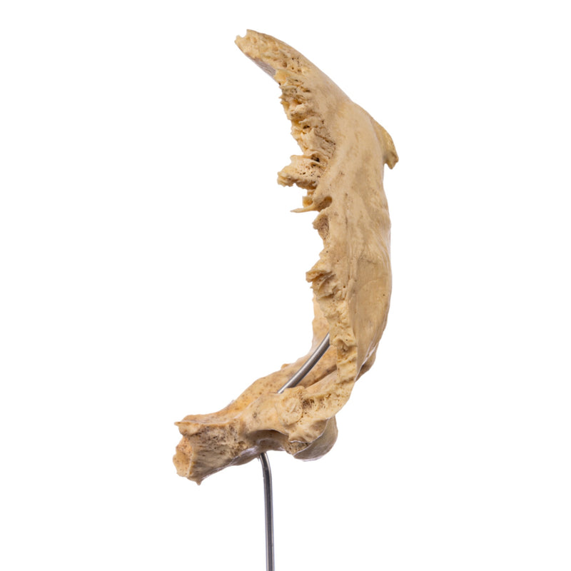 Real Human Partial Skull on Stand
