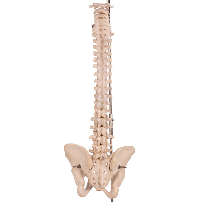 Real Human Spine, Sacrum, and Pelvis