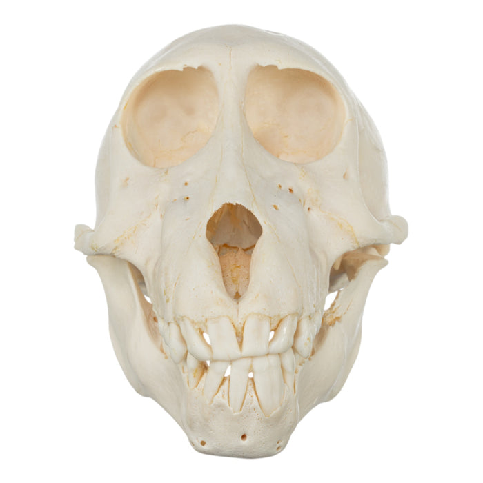 Real Chacma Baboon Skull - Adolescent Male (Damaged)