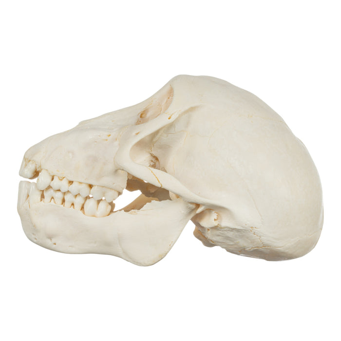 Real Chacma Baboon Skull - Adolescent Male (Damaged)