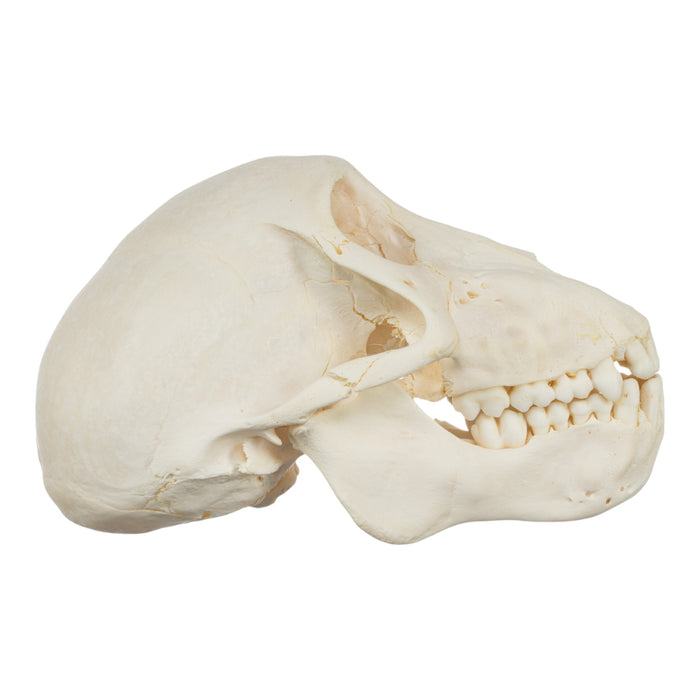 Real Chacma Baboon Skull - Adolescent Male (Damaged)