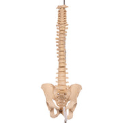 Real Human Spine, Sacrum, and Pelvis