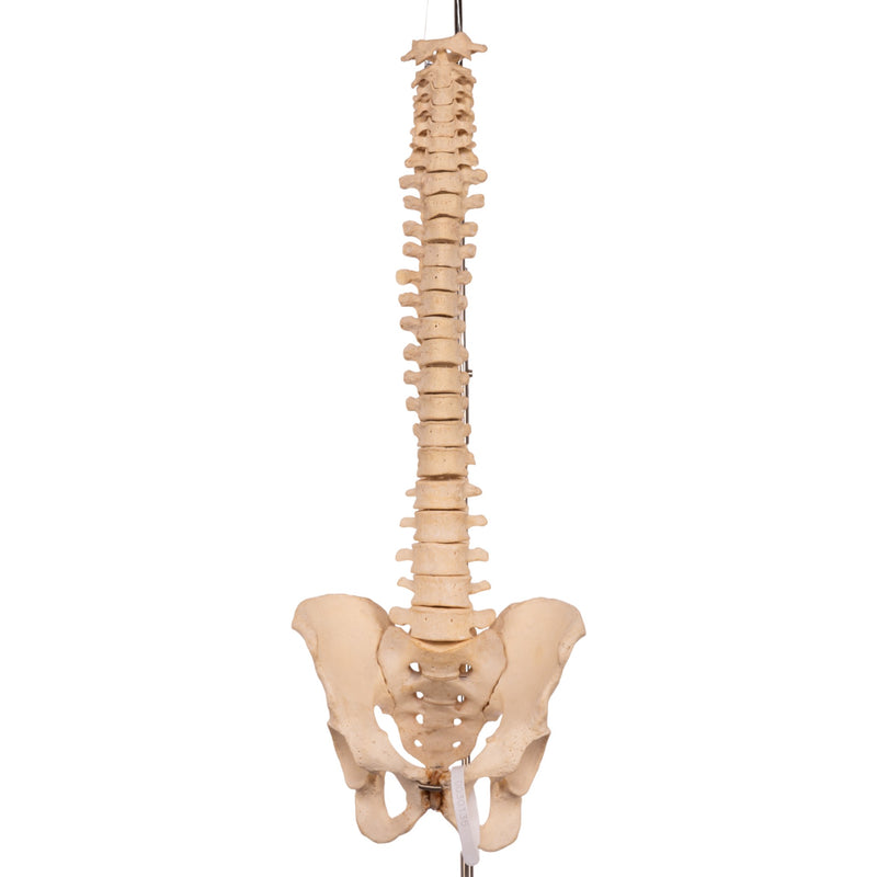 Real Human Spine, Sacrum, and Pelvis