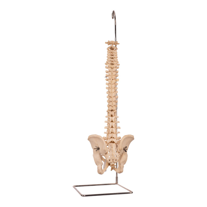 Real Human Spine, Sacrum, and Pelvis
