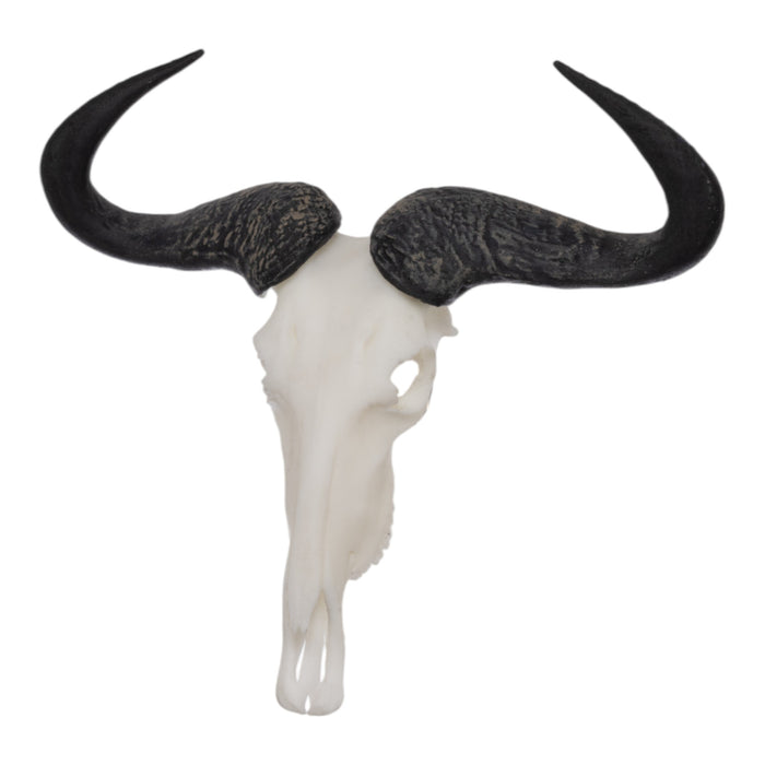 SKULLIES - Miniature Blue Wildebeest Skull