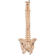 Real Human Spine, Sacrum, and Pelvis