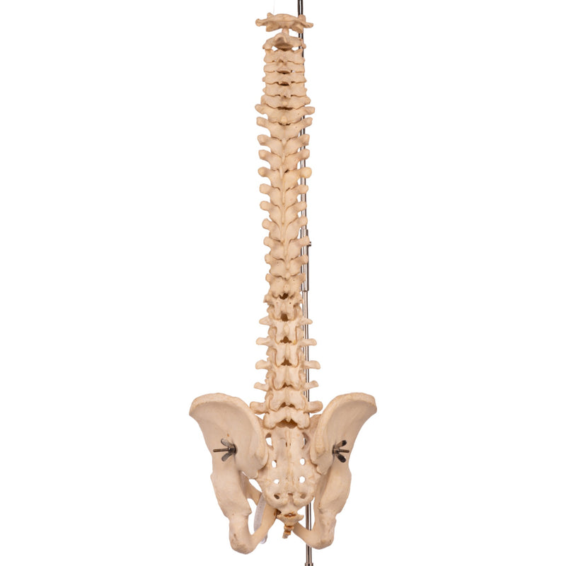 Real Human Spine, Sacrum, and Pelvis