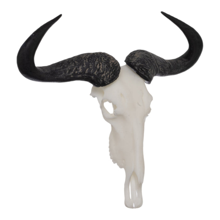 SKULLIES - Miniature Blue Wildebeest Skull