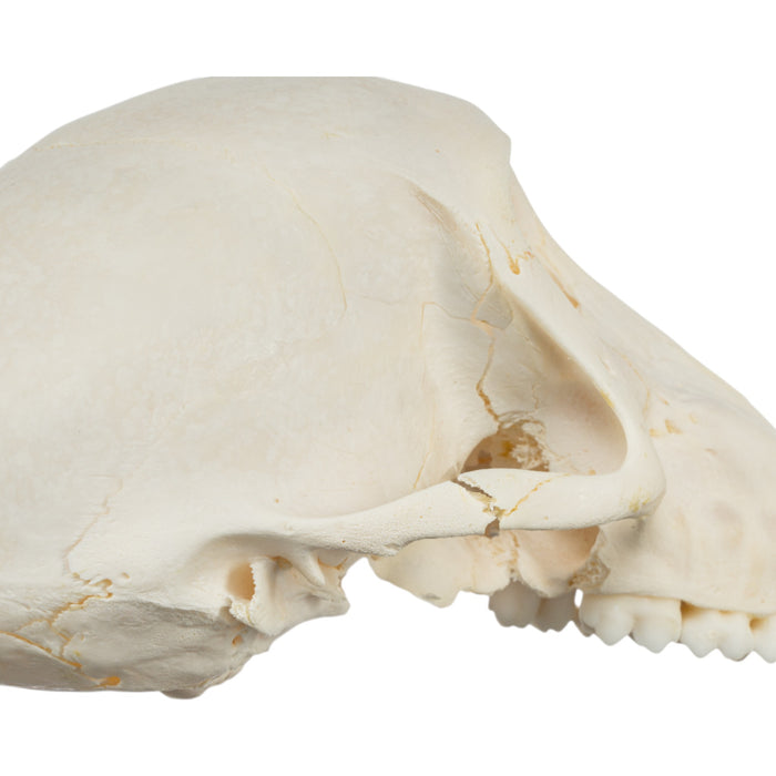 Real Chacma Baboon Skull - Adolescent Male (Damaged)