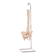 Real Human Spine, Sacrum, and Pelvis