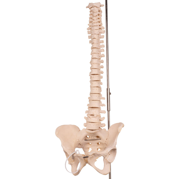 Real Human Spine, Sacrum, and Pelvis