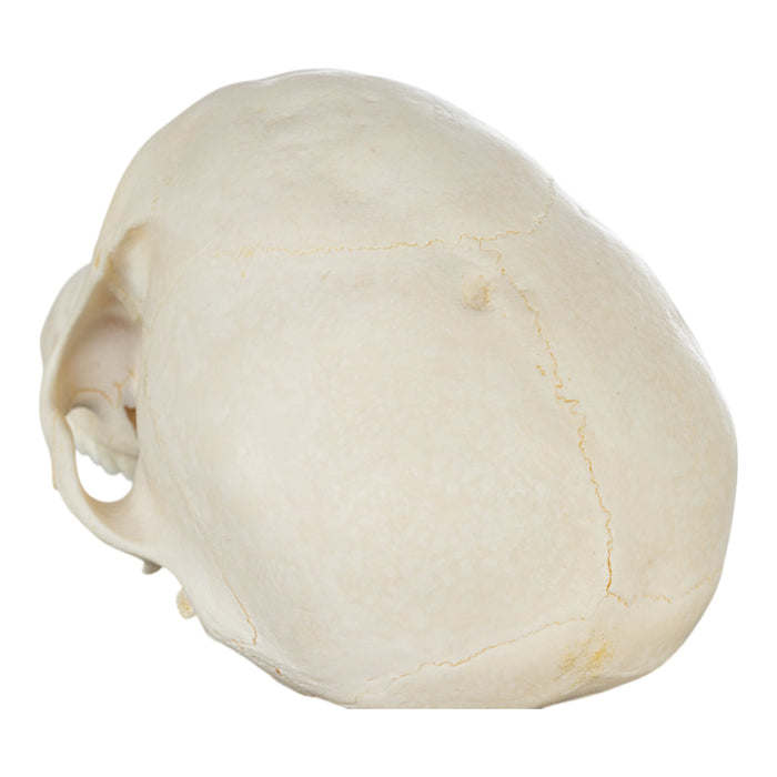 Real Chacma Baboon Skull - Adolescent Male (Damaged)