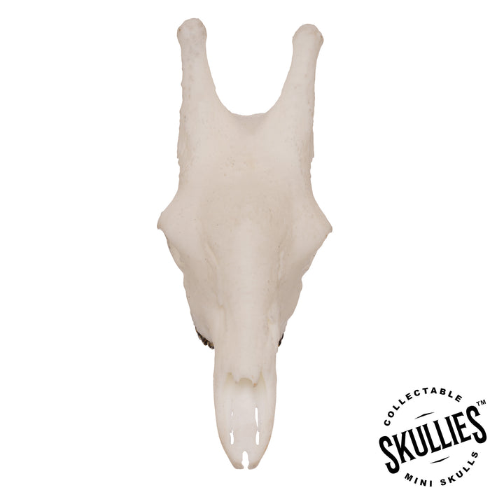SKULLIES - Miniature Giraffe Skull