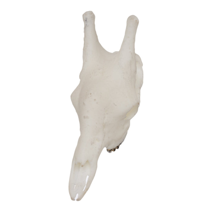 SKULLIES - Miniature Giraffe Skull