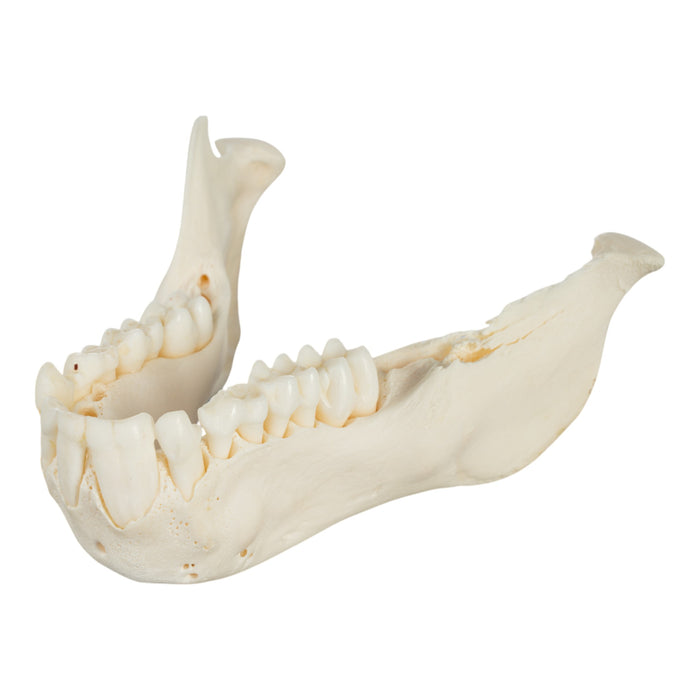 Real Chacma Baboon Skull - Adolescent Male (Damaged)