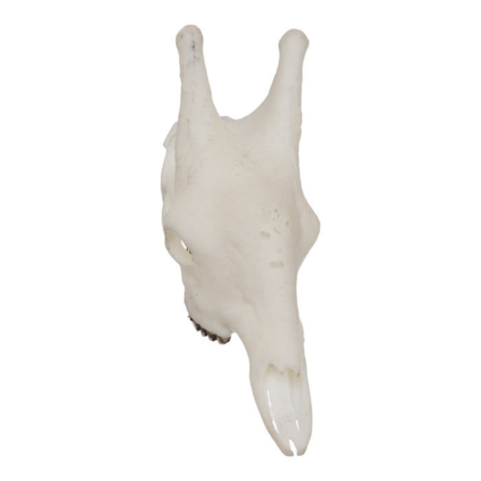 SKULLIES - Miniature Giraffe Skull