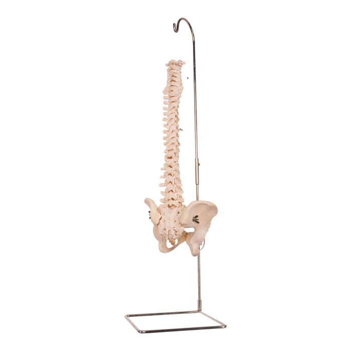 Real Human Spine, Sacrum, and Pelvis