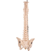 Real Human Spine, Sacrum, and Pelvis