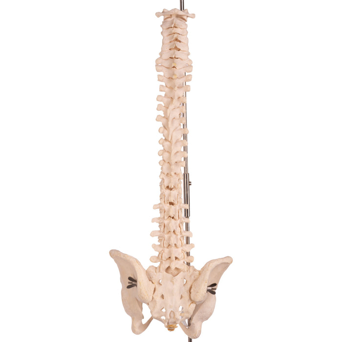 Real Human Spine, Sacrum, and Pelvis