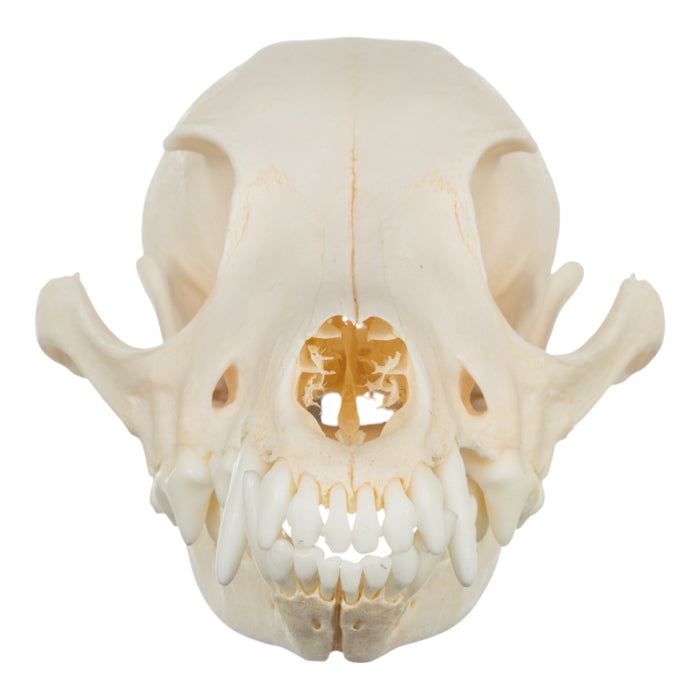 Real Domestic Dog Skull - Jack Russell Terrier
