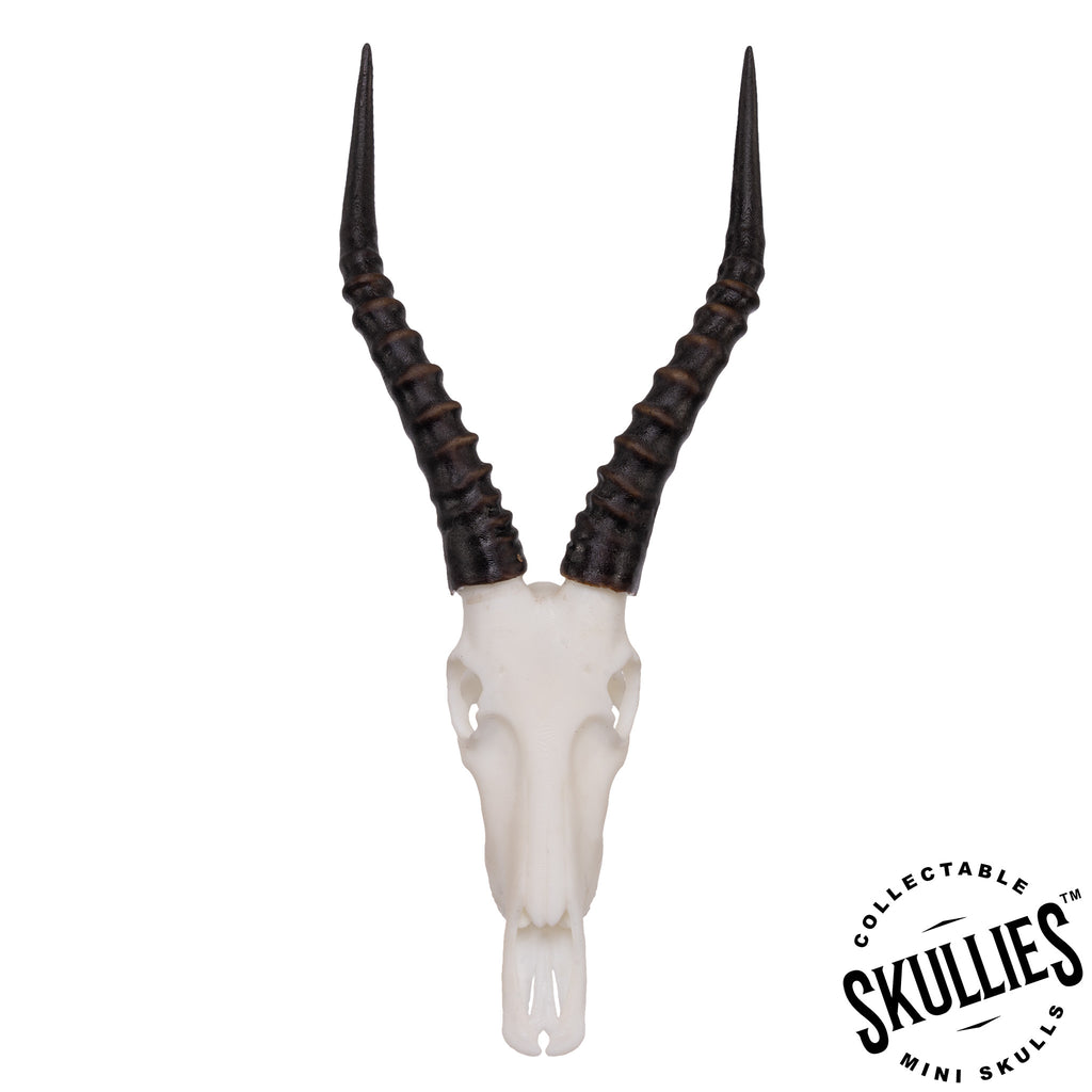 SKULLIES - Miniature Blesbok Skull For Sale — Skulls Unlimited