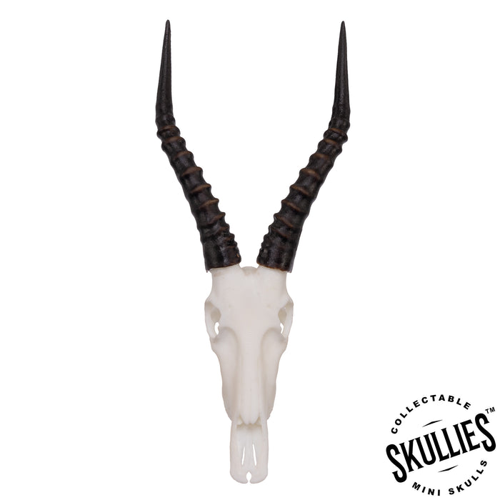 SKULLIES - Miniature Blesbok Skull