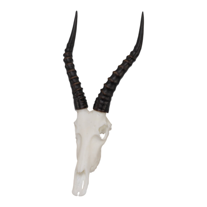 SKULLIES - Miniature Blesbok Skull