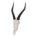 SKULLIES - Miniature Blesbok Skull