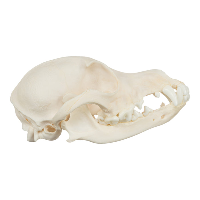 Real Domestic Dog Skull - Jack Russell Terrier