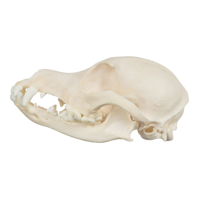 Real Domestic Dog Skull - Jack Russell Terrier