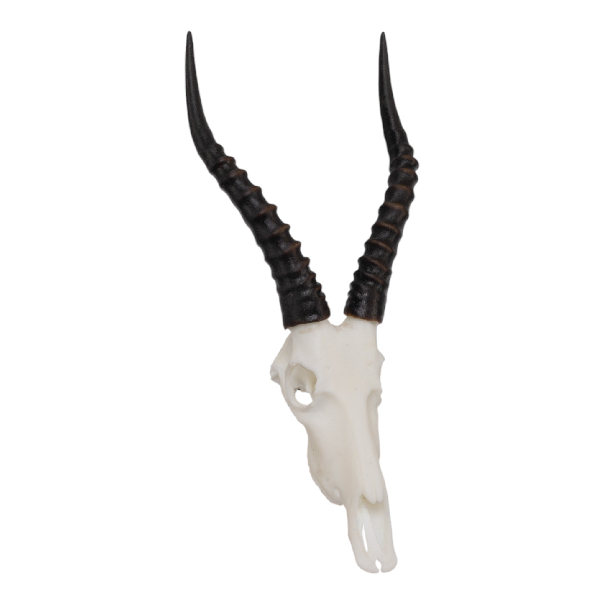SKULLIES - Miniature Blesbok Skull For Sale — Skulls Unlimited