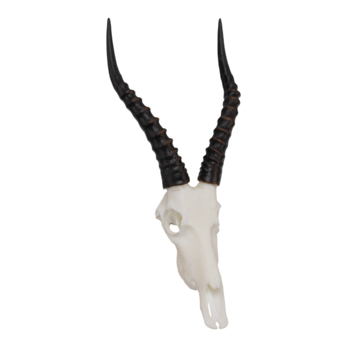 SKULLIES - Miniature Blesbok Skull