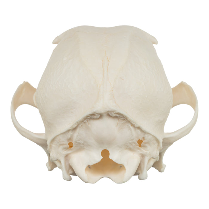 Real Domestic Dog Skull - Jack Russell Terrier