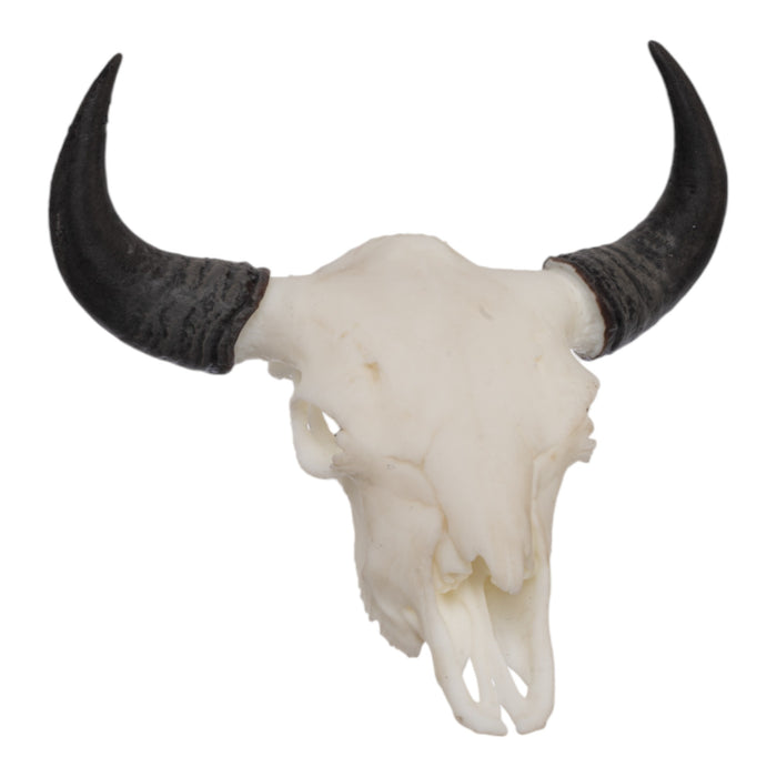 SKULLIES - Miniature American Bison Skull